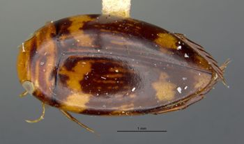 Media type: image;   Entomology 23886 Aspect: habitus dorsal view